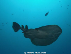 While diving at 20meters, I caught movement in the top co... by Andrew Paul Cunliffe 